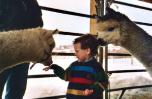 Child petting 2 alpacas